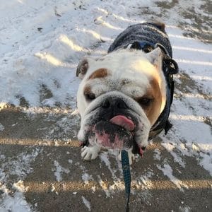 14 English Bulldogs Who Love The Snow - PetPress
