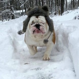 14 English Bulldogs Who Love The Snow - PetPress