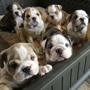 14 Reasons Why English Bulldogs Are The Absolute Cutest - PetPress