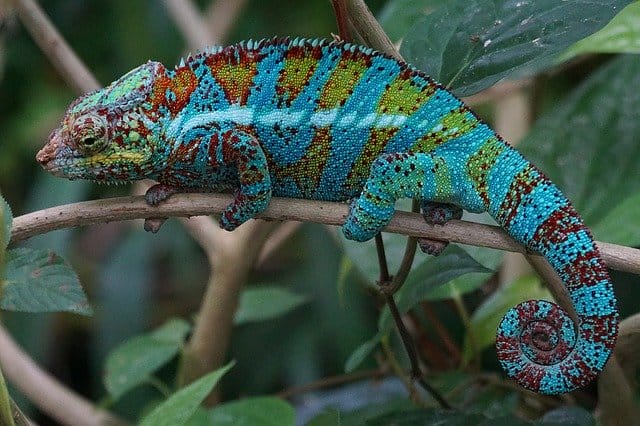 exotic-chameleon