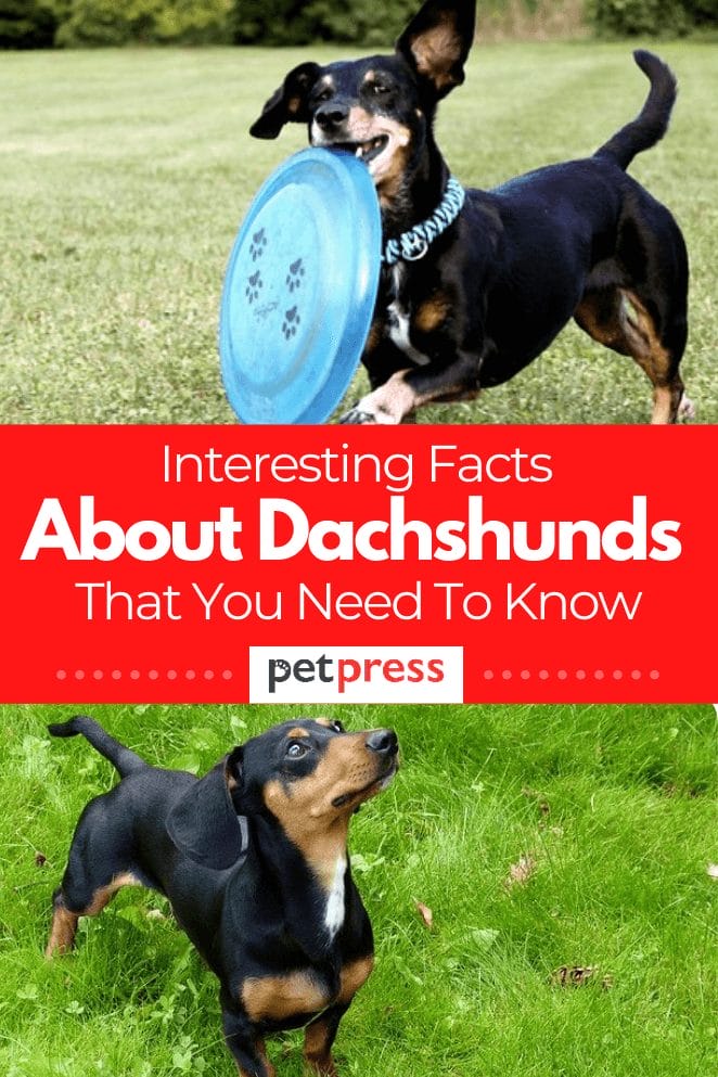 15 Interesting Facts About Dachshunds That You Need To Know