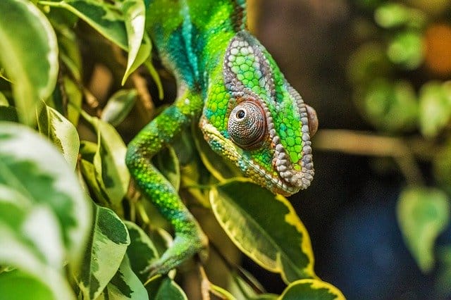 female-chameleon