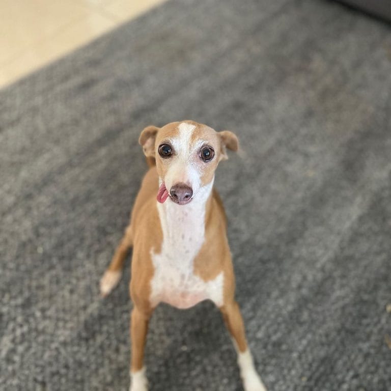 14 Delightful Facts About Italian Greyhounds PetPress