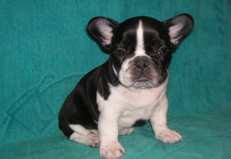 14 Amazing Facts About French Bulldogs - PetPress