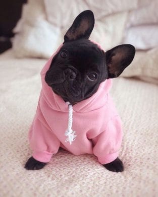 14 Charming Photos Of Black French Bulldogs - Page 3 of 4 - PetPress