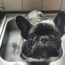 14 Charming Photos Of Black French Bulldogs - PetPress