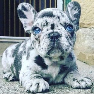 14 Photos Of French Bulldog Puppies That Will Captivate You - PetPress