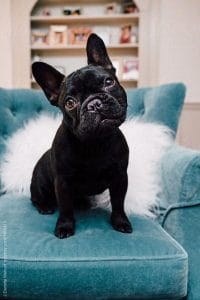 14 Charming Photos Of Black French Bulldogs - PetPress