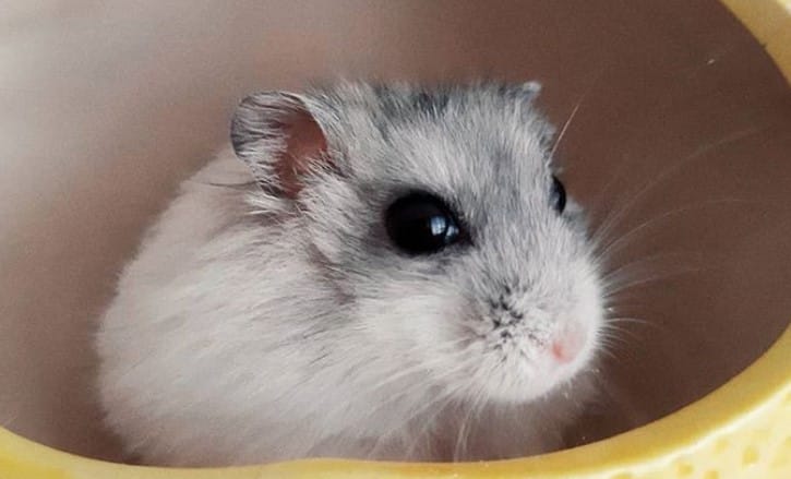 Top 200+ Most Punny and Funny Hamster Names - PetPress