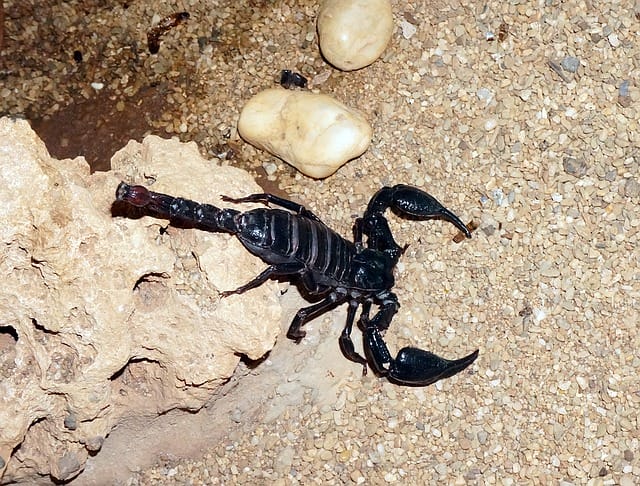 funny-scorpion