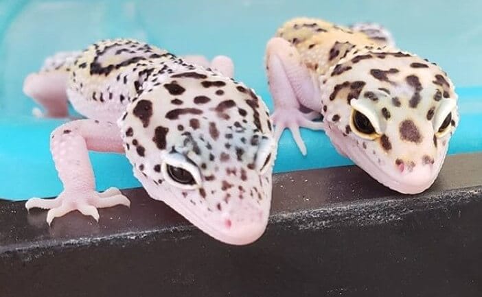 Gecko Names - Over 300 Inspiring Ideas For Naming Your Gecko