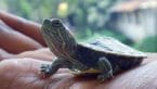 The 80+ Best Disney Turtle Names: A List of Turtles from Disney
