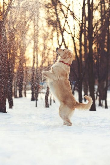 14 Golden Retrievers That Love The Cold Weather - Petpress