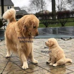 14 Funny Golden Retriever Memes That Will Make You Fall In Love With ...