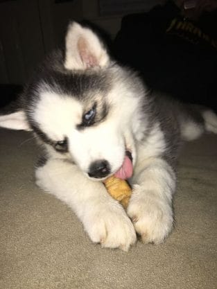 14 Photos Of Husky Puppies That Will Lift Your Mood Up - PetPress