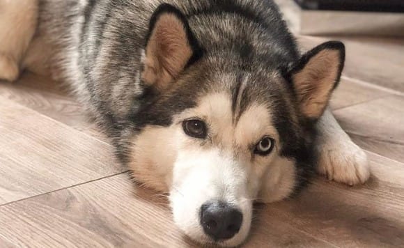 14 Husky Facts That Will Astound You - PetPress