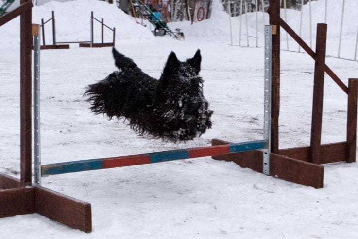 jumping-scottish-terriers