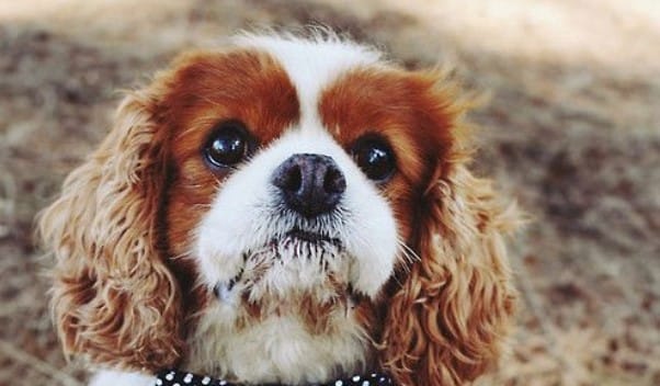 cavalier king charles spaniels in cute clothes