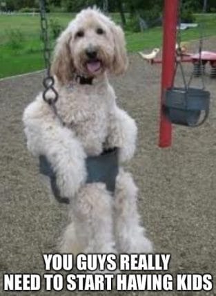 14 Funny Labradoodle Memes That Will Make Your Day Brighter! - PetPress