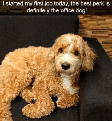 14 Funny Labradoodle Memes That Will Make Your Day Brighter! - PetPress