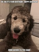14 Funny Labradoodle Memes That Will Make Your Day Brighter! - PetPress