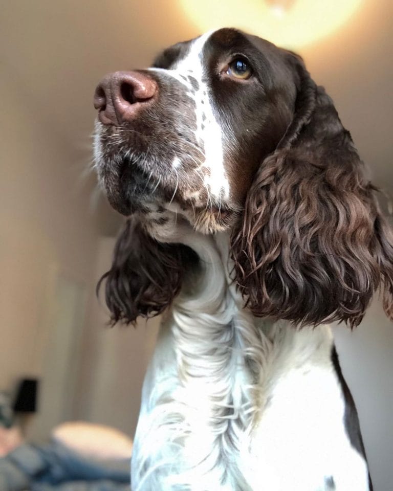 14 Magnificent Facts About English Springer Spaniels PetPress