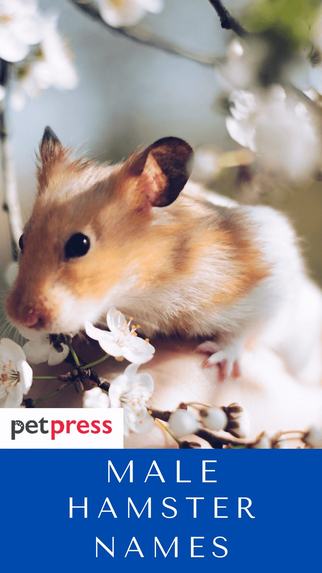 Top 400 Male Hamster Names - Which One Is Your Favorite?