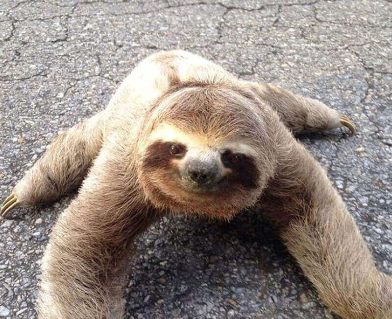 200+ Pet Sloth Names (Cute, Funny, Male, and Female Names)