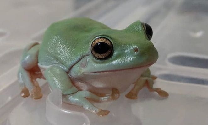 pet frog names
