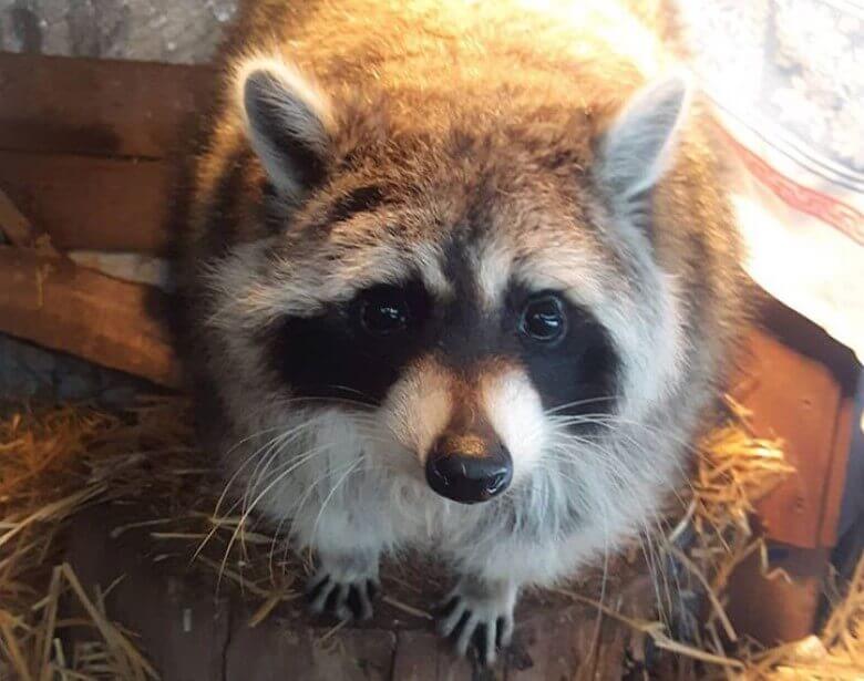 140 Best Pet Raccoon Names (Cute, Funny, & Famous Names)