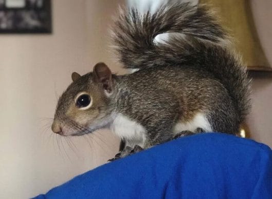 300 Squirrel Names Cute Funny Famous Disney Nicknames 300 Squirrel Names Cute Funny Famous Disney Nicknames