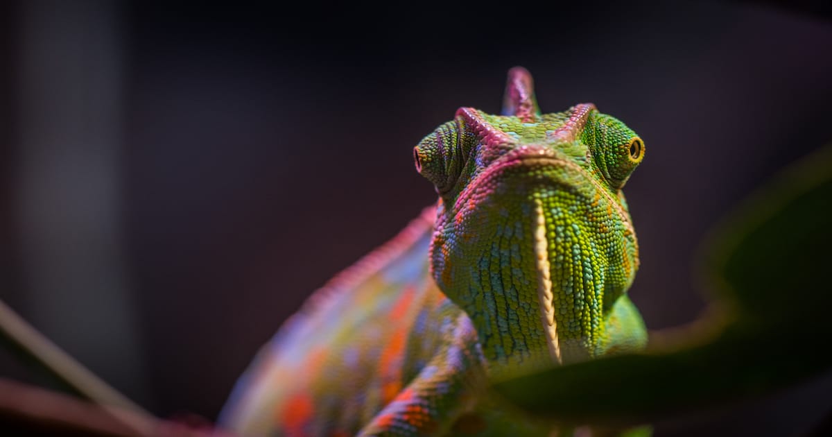 300  Cool and Funny Chameleon Names | PetPress