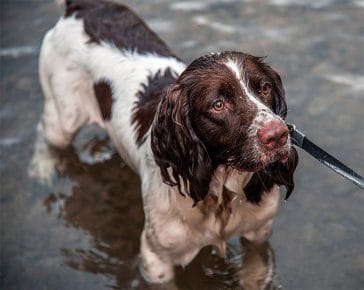 14 Springer Spaniels That Are The Weirdest Dogs In The World - PetPress