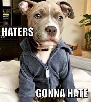 The 15 Funniest Pitbull Memes of the Week! - Page 2 of 3 - PetPress