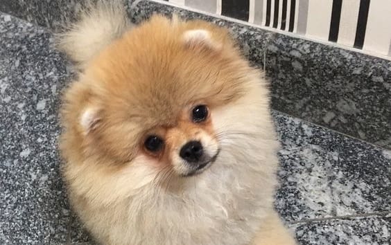 15 Tips You Should Know Before Getting A Pomeranian - PetPress