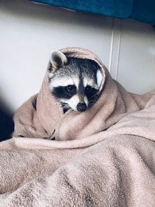 14 Funny Raccoon Pictures That Will Make You Smile! - PetPress