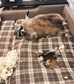 14 Funny Raccoon Pictures That Will Make You Smile! - PetPress