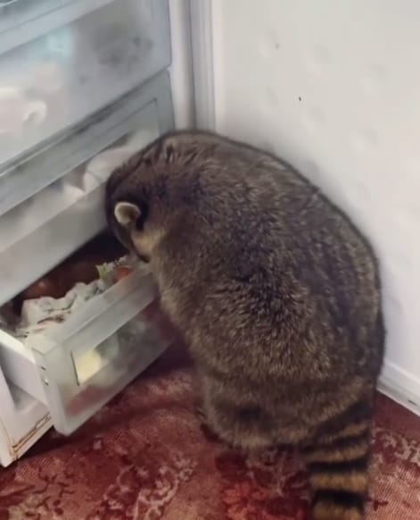 14 Funny Pictures Proving That Raccoons are the Best Pets Ever - Page 2 ...
