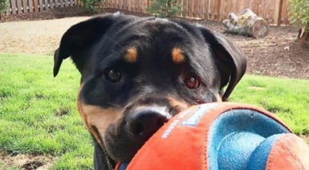 14 Pros And Cons Of The Rottweiler - PetPress