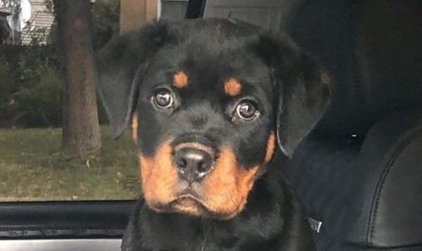 14 Fun Facts You Probably Didn't Know About Rottweilers - PetPress