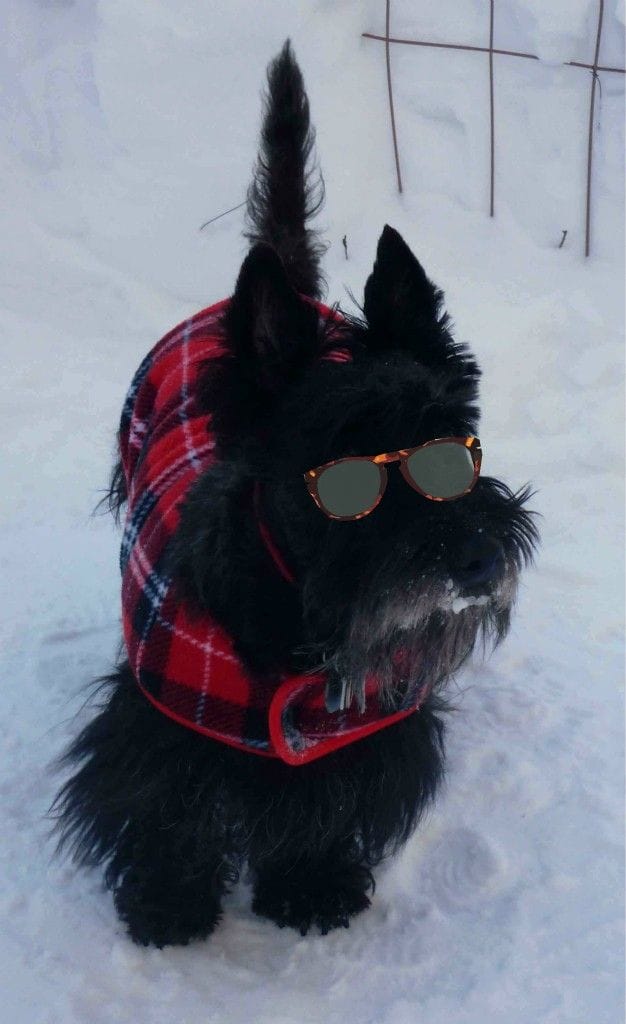 scottish terrier warm clothes