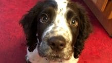 The 14 Funniest Springer Spaniel Memes of the Day! - PetPress