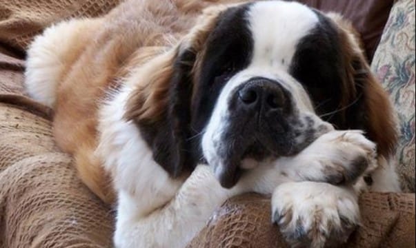 are saint bernard puppies lazy