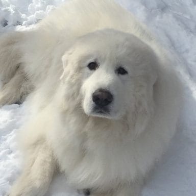 14 Wonderful Facts About Great Pyrenees - PetPress