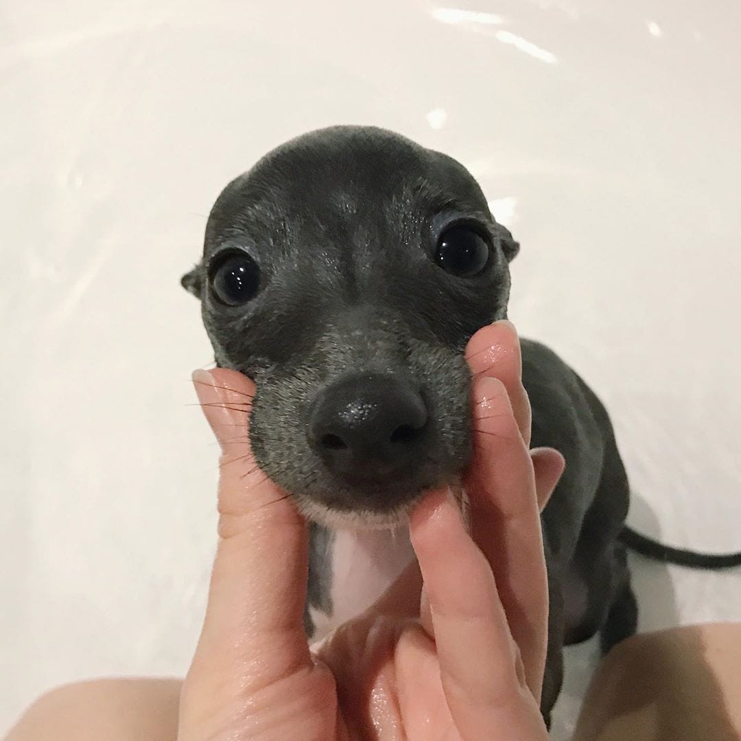 14 Delightful Facts About Italian Greyhounds PetPress