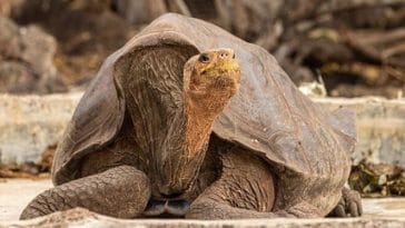 tortoise names