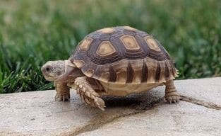 600+ Best Pet Turtle Names (cute, Funny, & Famous Names) - Petpress