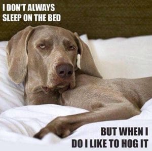 14 Funny Weimaraner Memes That Will Make You Smile - PetPress