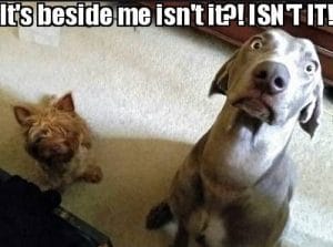 14 Funny Weimaraner Memes That Will Make You Smile - PetPress