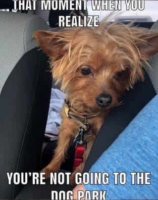 14 Funny Yorkshire Terrier Memes That Will Make You Smile! - PetPress